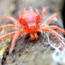 La araña roja regresa con el calor: así es la plaga que puede poner decenas de huevos y destruir los cultivos