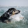 Un perro nada casi 800 metros mar adentro tras caer de unas rocas y lo acaban rescatando en una moto de agua en plena marejada