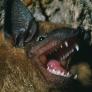 Una bióloga encontró en una cueva un pequeño murciélago que se creía extinto y que ahora ha conseguido sobrevivir