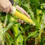 Un niño de 13 años de una dinastía de agricultores deja boquiabiertos a los expertos del mundo con su forma de cosechar el maíz