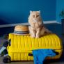 Vacaciones ¿con o sin? mascotas: cómo evitar la ansiedad del viaje, buscar un cuidador para el gato o elegir la mejor residencia