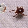 Poca gente lo sabe, pero la cámara del móvil tiene un detector de garrapatas que puede salvarte de un susto