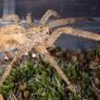Puede atravesar la piel humana y ya está en toda Alemania: la 'araña Nosferatu', de origen mediterráneo y habitual en España, avanza hacia el norte