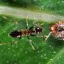 Se detecta por primera vez una plaga en España que podría hacer daño a los olivos