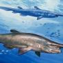 Descubren uno de los tiburones más raros del mundo: "Me quedé impactado"