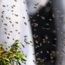 Dos millones de abejas se escapan al volcar el camión que transportaba sus colmenas: las autoridades piden a los vecinos que no salgan de casa