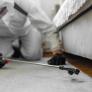 Los expertos en control de plagas coinciden: los insectos no están en tu casa por casualidad