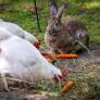 Louis, adolescente de 15 años que cría aves de corral, quiere salvar las razas antiguas de gallinas y conejos de su tierra: "Me gustaría crear mi propia estirpe"