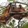 Los científicos no dan crédito: una sola tromba de agua mata a 58 de los 800 orangutanes de Tapanuli que quedan, el gran simio más raro del mundo