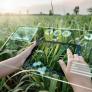 El 40% de las plantas estudiadas está en riesgo de extinción y 100.000 ni siquiera tienen nombre: la IA acelera ahora la carrera por salvarlas