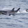 Varios navegantes relatan el momento en que las orcas embistieron su catamarán en el estrecho de Gibraltar: "Doblaron el acero como si fueran espaguetis"