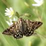 Así estamos cambiando el olor del planeta: en las zonas más contaminadas, una polilla detecta una flor a solo una cuarta parte de la distancia de antes