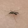 No las tires, úsalas en el balcón y en el jardín para mantener alejados a los mosquitos