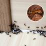 "No paramos de pasar la aspiradora, pero vuelven sin cesar": una hormiga invasora que resiste a los insecticidas coloniza casas enteras en pueblos franceses