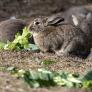 Una plaga de conejos está arruinando los cítricos y obliga a los agricultores a gastar hasta 1.380 euros por hectárea en protegerse