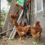 Javier José, 20 años, empezó con 50 gallinas y hoy produce 1.200 huevos diarios: "Gallinas felices, huevos de calidad"