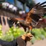Rufus, el halcón que ahuyenta a las palomas de Wimbledon desde 2008: "Para ellas la hierba es como el caviar"