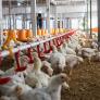 2,5 millones de aves muertas en plena ola de calor: el pollo diseñado para dar carne barata es el peor preparado para el calentamiento del planeta