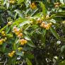 Estas son las cinco especies de árboles que más ayudan a combatir el calor en las ciudades