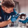 Protege a tu mejor amigo: por qué un seguro para mascotas es la mejor inversión para su salud