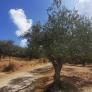 El sumiller de aceite de oliva más joven del mundo tiene 14 años y se formó en Valencia: "No existe el aceite perfecto"