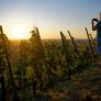 4 grados menos en la ola de calor y un 41% menos de agua: a viticultora que cubre sus viñas con paneles solares pilotados por IA