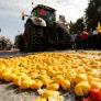 La UE explica por qué no preparó mecanismos ante Mercosur para defender la naranja de Valencia: "Las importaciones de Brasil han caído a 600.000 toneladas"