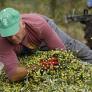 La nueva amenaza para el aceite de oliva español llega de las antípodas y enciende la alarma en la UE: "Es un mercado estratégico e importante"