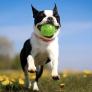 Los perros no ven en blanco y negro: esto es lo que tu perro ve realmente cuando le lanzas la pelota