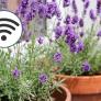 Una granja de lavanda instala wifi en pleno campo para los influencers que viajan de todo el mundo a fotografiarla: “Cuando la plantamos no existía Instagram”