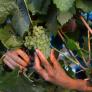 La familia ucraniana que vendimia alrededor de un cohete ruso sin explotar clavado entre sus cepas de chardonnay