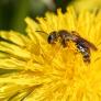 "Estamos luchando contra Satanás": La guerra para salvar a las abejas de una invasión de avispas