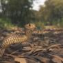 Una mujer se salva la vida tras ser mordida por una serpiente marrón oriental mortal: quedó atrapada en la rueda de su bicicleta