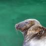Ni hoteles, ni ferris, ni habitantes: la 'Isla del Diablo' donde Grecia encerró a 20.000 presos políticos es hoy el mayor refugio de la foca monje del Mediterráneo