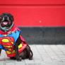 ¿Llevar a tu perro al parque de atracciones? Ahora puedes hacerlo