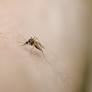 Un pequeño hábito que te ayudará a evitar muchas picaduras de mosquitos este verano