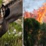 Ni hidroaviones ni cortafuegos con maquinaria: los pueblos españoles que confían la prevención de incendios a burros con GPS que caminan 19 kilómetros al día