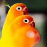Toda la variedad infinita del canto de los pájaros se reduce a solo 8 sonidos básicos: lo demuestra un análisis de 100.000 cantos de 3.000 especies