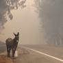 Entre la esperanza y las llamas, la lucha por salvar la vida a cientos de animales de los incendios: "Son parte de la familia"