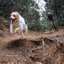 "Nos siguió durante todo el camino a través del barro y los senderos": un perro corre durante más de 40 kilómetros junto a ciclistas, y luego su gesto cambia su vida