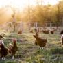 Los huevos ecológicos emiten el doble de CO2 que los de gallinas enjauladas, según un estudio de Oxford: hacen falta más aves para los mismos huevos