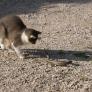 Una cobra ataca a un gato, pero el final es sorprendente: el duelo, grabado en vídeo, conquista internet