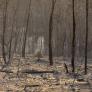 El incendio de Niebla (Huelva) recorre ya 20.000 hectáreas: "Fuera de capacidad de extinción"