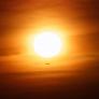 La ciencia ya estudia cómo el eclipse solar afectará a pájaros y murciélagos y puedes participar en la investigación: "Escuchar la fauna antes, durante y después"