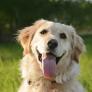 Una golden retriever recupera el ánimo con la ayuda inesperada de un pato y su amistad conquista las redes: "Ha vuelto a sonreír"