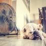 ¿Cómo afecta el calor excesivo a las mascotas? ¿Se les puede cortar el pelo? ¿Hay que remojarlos? ¿Mejor pasear con calcetines?