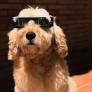 No, no es recomendable poner las gafas de eclipse a los perros ni obligarles a mirar