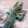 Descubren una nueva especie de lagarto en Tailandia y los científicos la bautizan con un homenaje a 'La casa del dragón': "Tres características se reflejan en el animal real"