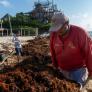 Cancún en problemas: las playas más turísticas de México están lidiando con una enorme plaga de algas invasoras
