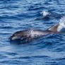 Los expertos en delfines marinos están asombrados: descubren a uno de estos mamíferos usando 'herramientas' bajo el agua